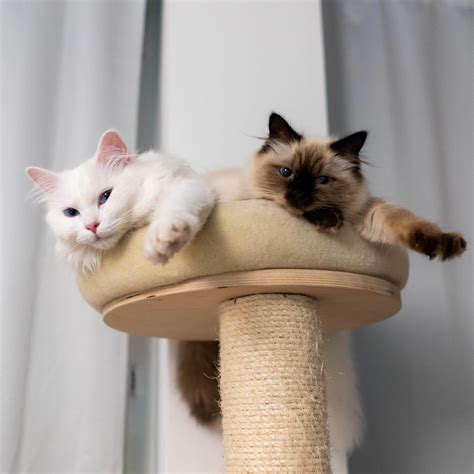 meow miu|r/cats on Reddit: Miu & Murr, the twins. Murr is deaf, and doesnt。